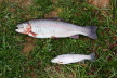 Anfischen