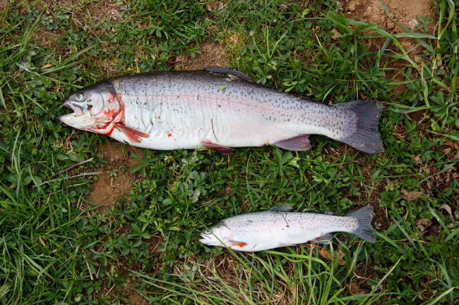 Anfischen
