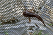 E-Fischen Murr 