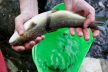 E-Fischen Murr 