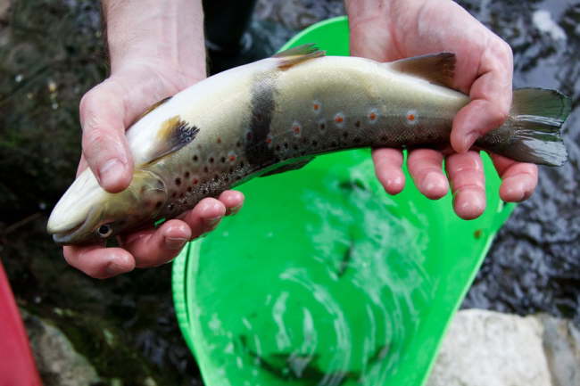 E-Fischen Murr 