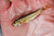 E-Fischen Murr
