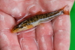 E-Fischen Murr