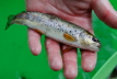 E-Fischen Murr