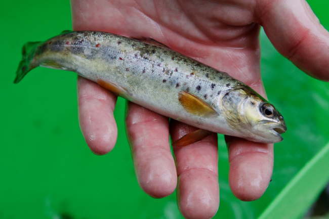 E-Fischen Murr