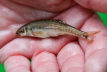 E-Fischen Murr
