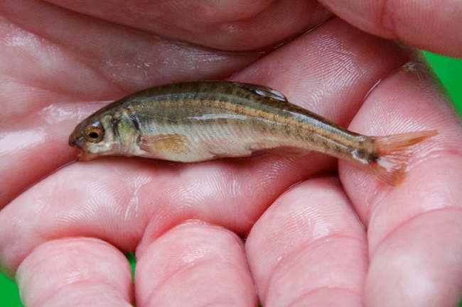 E-Fischen Murr