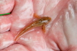 E-Fischen Murr 