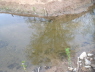 E-Fischen Murr 