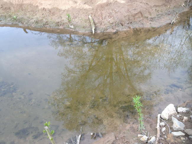E-Fischen Murr 