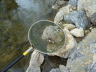 E-Fischen Murr 