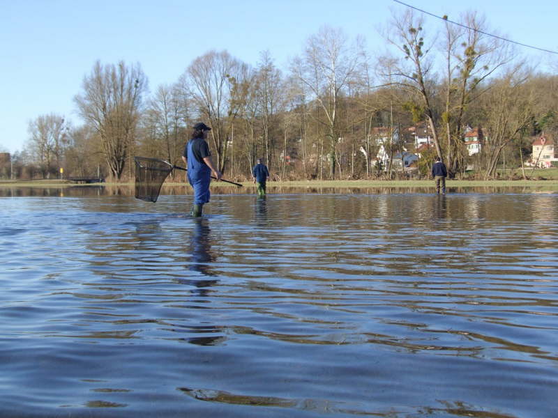 Fische einsammeln