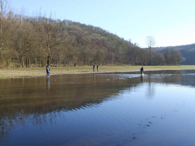 Fische einsammeln
