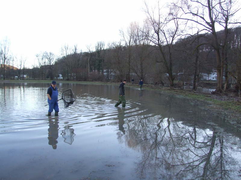 Fische einsammeln