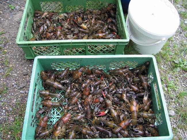 Krebsfischen 