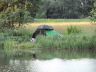 Nachtfischen in Pfofeld